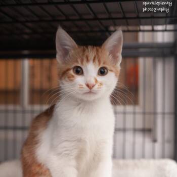 Rescue Domestic Short Hair Cats for Adoption in Ridgefield, Connecticut - Sally | PetCurious