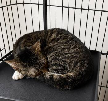 Everluvleigh -  Domestic Short Hair Cat Available for Adoption in Dalton, Georgia - Everluvleigh | PetCurious
