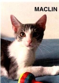 Maclin -  Domestic Short Hair Cat for Adoption in Dayton, Minnesota - Maclin | PetCurious