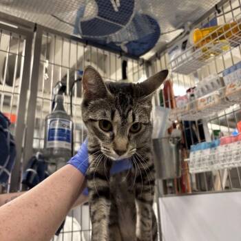 Domestic Short Hair Cats Available for Adoption in New York, New York - Moonlight | PetCurious