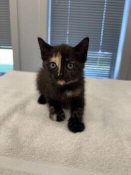 Sprinkle -  Domestic Short Hair Cat for Adoption in Lafayette, Indiana - Sprinkle | PetCurious