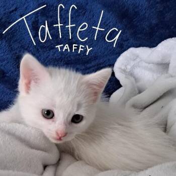 Taffeta -  Domestic Short Hair Cat for Adoption in Belleville, Illinois - Taffeta | PetCurious
