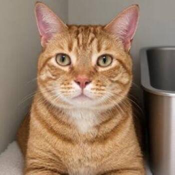 Rudy -  Domestic Short Hair Cat for Adoption in Pontiac, Michigan - Rudy | PetCurious