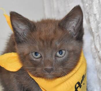 Rescue Domestic Short Hair Cats for Adoption in Springfield, Ohio - Mocha | PetCurious