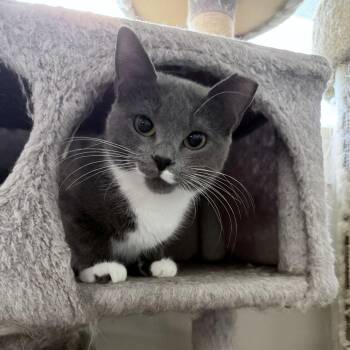 Domestic Short Hair Cats Available for Adoption - Marshmallow | PetCurious