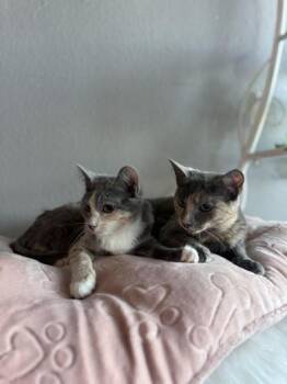 Rescue Domestic Medium Hair Cats for Adoption in Liverpool, Texas - Olivia And Gia | PetCurious