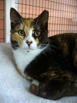 Rescue Domestic Short Hair and Calico Cats for Adoption in Seal Beach, California - Kitten Sutton | PetCurious