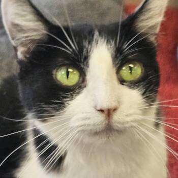 Miso -  Domestic Short Hair Cat for Adoption in Villa Park, California - Miso | PetCurious