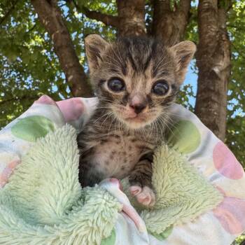 Rescue Domestic Short Hair Cats for Adoption in Austin, Texas - Hairy Poppins | PetCurious