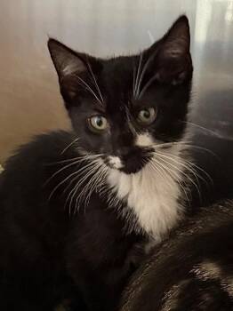 Alfie -  Domestic Short Hair Cat for Adoption in Pomona, New York - Alfie | PetCurious