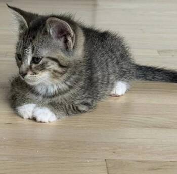 Bucatini -  Domestic Short Hair Cat for Adoption in Westland, Michigan - Bucatini | PetCurious