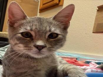 *GUS -  Domestic Short Hair Cat for Adoption in Woodland, California - *GUS | PetCurious