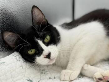Mari -  Domestic Short Hair Cat for Adoption in Portland, Oregon - Mari | PetCurious