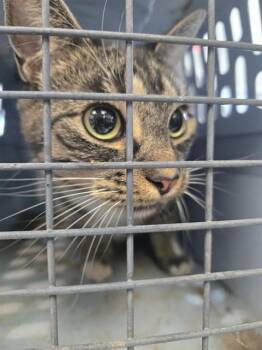 ANNIE -  Domestic Short Hair Cat for Adoption in Casper, Wyoming - ANNIE | PetCurious