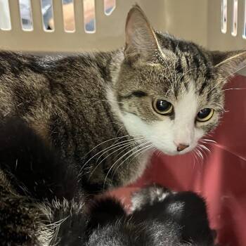 Domestic Short Hair Cats Available for Adoption in Tampa, Florida - Snow White | PetCurious