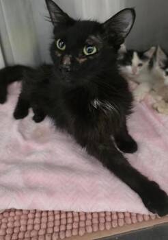 Toothless -  Domestic Medium Hair and Domestic Short Hair Cat for Adoption in Clinton, Missouri - Toothless | PetCurious