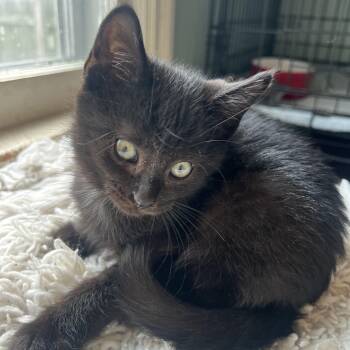 Barry -  Domestic Long Hair Cat for Adoption in Elmwood Park, Wisconsin - Barry | PetCurious