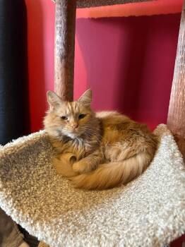 Rescue Domestic Medium Hair Cats for Adoption in Hartville, Ohio - Cameron | PetCurious