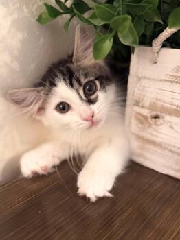 Hope -  Domestic Medium Hair Cat for Adoption in Gradyville, Kentucky - Hope | PetCurious