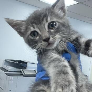 Jaja -  Domestic Short Hair Cat for Adoption in Philadelphia, Pennsylvania - Jaja | PetCurious