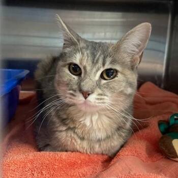 Domestic Short Hair Cats Available for Adoption - Scarlett | PetCurious