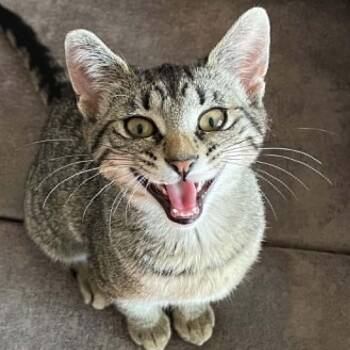 Cathy - Chatty & Charming -  Domestic Short Hair Cat for Adoption in Hamilton, Ontario - Cathy - Chatty & Charming | PetCurious