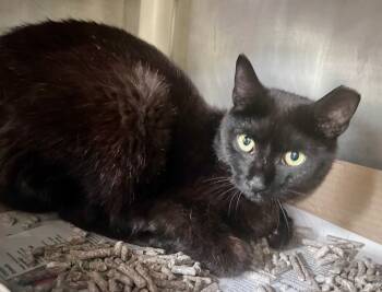 Rescue Domestic Short Hair Cats for Adoption in Cincinnati, Ohio - Gouda | PetCurious