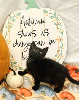 Rescue Domestic Medium Hair Cats for Adoption in Cary, North Carolina - Ophelia | PetCurious