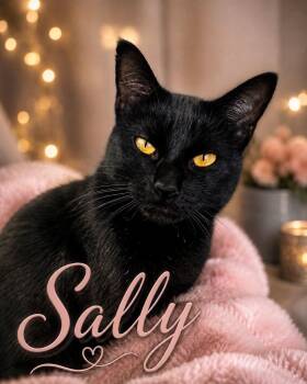 Sally -  Domestic Short Hair Cat for Adoption in Midlothian, Texas - Sally | PetCurious
