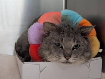 Domestic Short Hair Cats Available for Adoption - BRADY | PetCurious