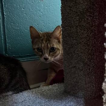 Peach (13) -  Domestic Short Hair Cat for Adoption in Bedford, New Hampshire - Peach (13) | PetCurious