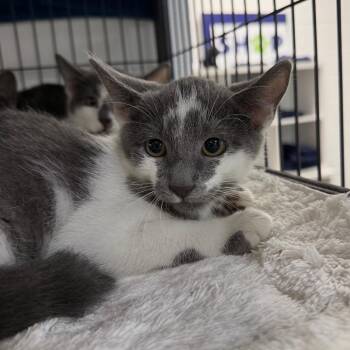 Pringle -  Domestic Short Hair Cat for Adoption in Hampton Bays, New York - Pringle | PetCurious