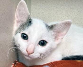 MARTY -  Domestic Short Hair Cat for Adoption in San Clemente, California - MARTY | PetCurious