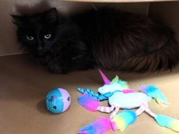 Cocoa $25 -  Domestic Long Hair and Domestic Short Hair Cat for Adoption in Seneca, South Carolina - Cocoa $25 | PetCurious