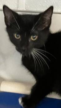 Everest -  Domestic Short Hair Cat for Adoption in Venice, Florida - Everest | PetCurious