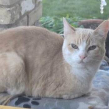 Ginny Weasley Dial -  Domestic Short Hair Cat for Adoption in Eagle Mountain, Utah - Ginny Weasley Dial | PetCurious