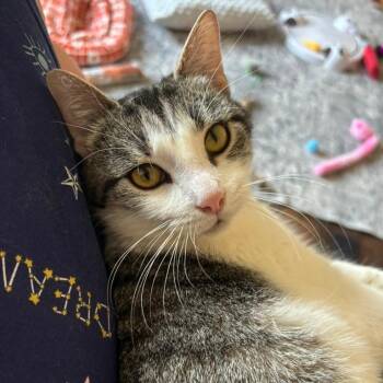 Domestic Short Hair Cats Available for Adoption - Eve | PetCurious