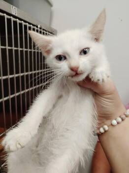 Yacht -  Domestic Short Hair and Siamese Cat for Adoption in Republic, Missouri - Yacht | PetCurious