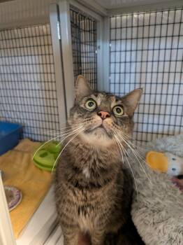 Beef Stew -  Domestic Medium Hair Cat for Adoption in Raleigh, North Carolina - Beef Stew | PetCurious