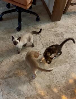 Blynken -  Siamese Cat for Adoption in Choctaw, Oklahoma - Blynken | PetCurious