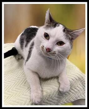 Domestic Short Hair Cats Available for Adoption in Peoria, Illinois - MIRRI | PetCurious