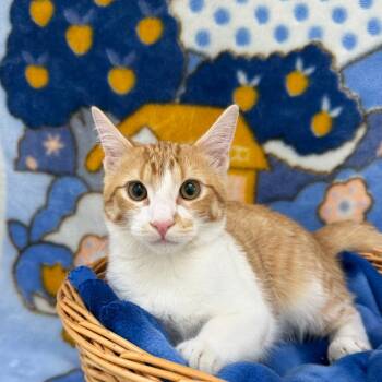 Momo -  Domestic Short Hair Cat for Adoption in Riverwoods, Illinois - Momo | PetCurious