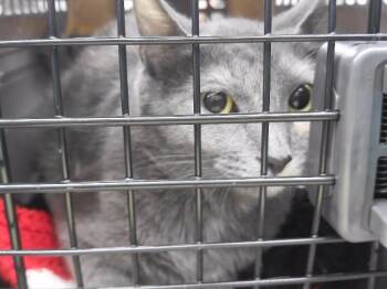 LINDA -  Domestic Short Hair Cat for Adoption in Omaha, Nebraska - LINDA | PetCurious