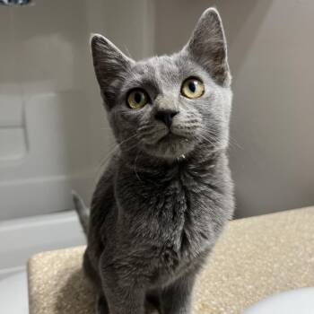 Ravioli -  Domestic Short Hair Cat for Adoption in Brownsboro, Alabama - Ravioli | PetCurious