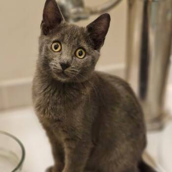 Rescue Domestic Short Hair Cats for Adoption in Fairfax, Virginia - Maxx | PetCurious