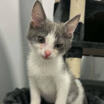 American Shorthair Cats Available for Adoption in Bethel, Connecticut - Snarf | PetCurious