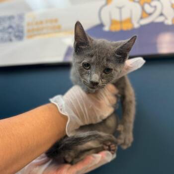 Pigling -  Domestic Short Hair Cat for Adoption in Newark, New Jersey - Pigling | PetCurious