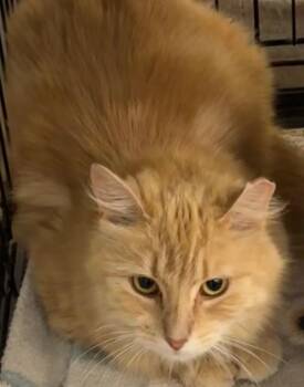 Domestic Medium Hair Cats Available for Adoption in Elizabethton, Tennessee - FOXY | PetCurious