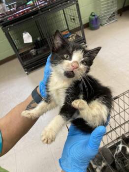 Doozer -  Domestic Short Hair Cat for Adoption in Burnsville, North Carolina - Doozer | PetCurious