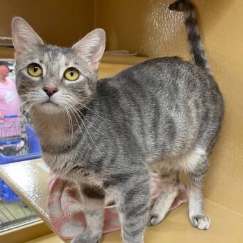 Rescue Domestic Short Hair Cats for Adoption in Boca Raton, Florida - Miley | PetCurious